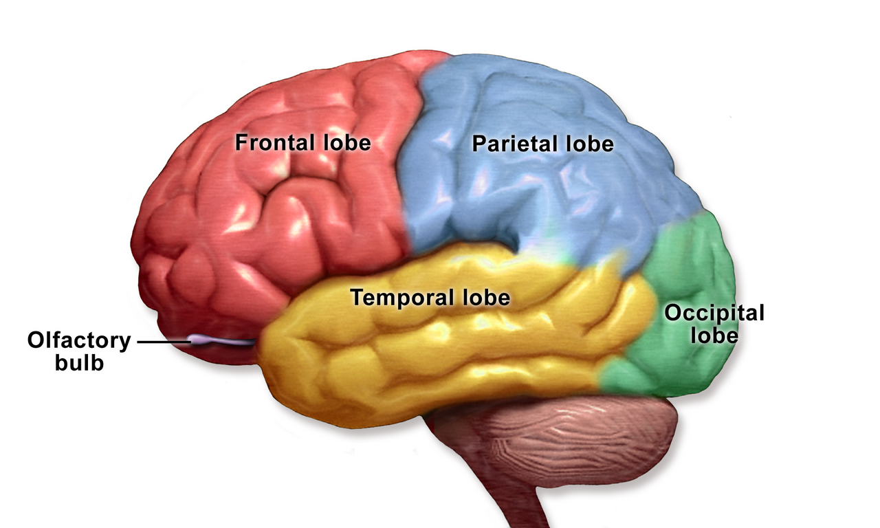 Diagram of the lobes of the human brain treated by a neurosurgeon