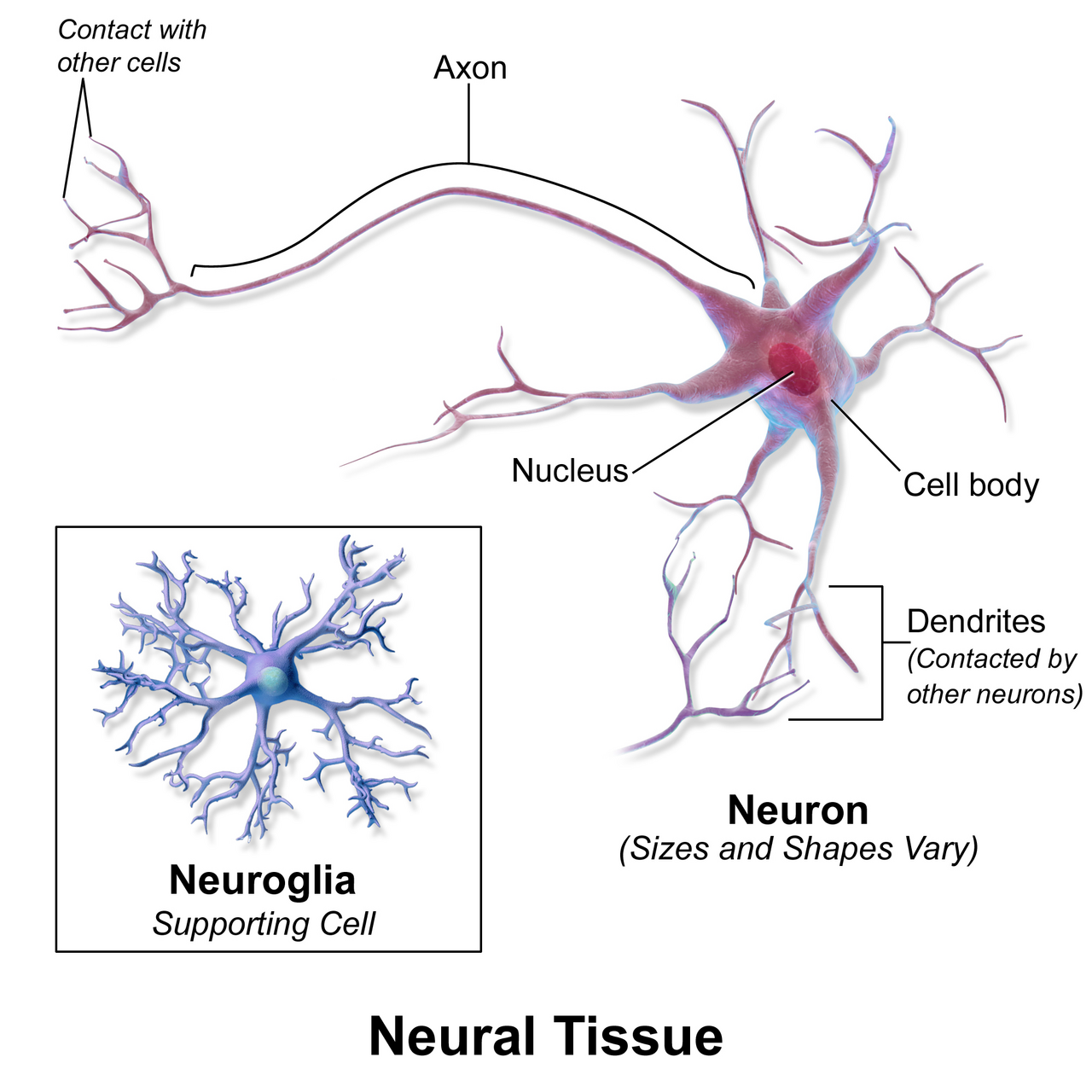 Peripheral Neuropathy Treatment: Causes, Symptoms & Nerve Pain Relief