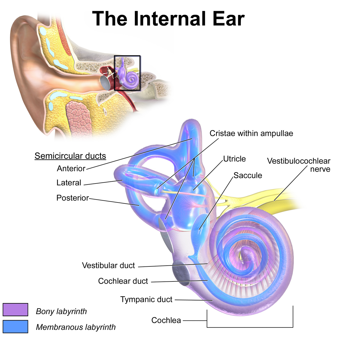 Vertigo Causes and Treatment: Why You Feel Dizzy & When to Worry